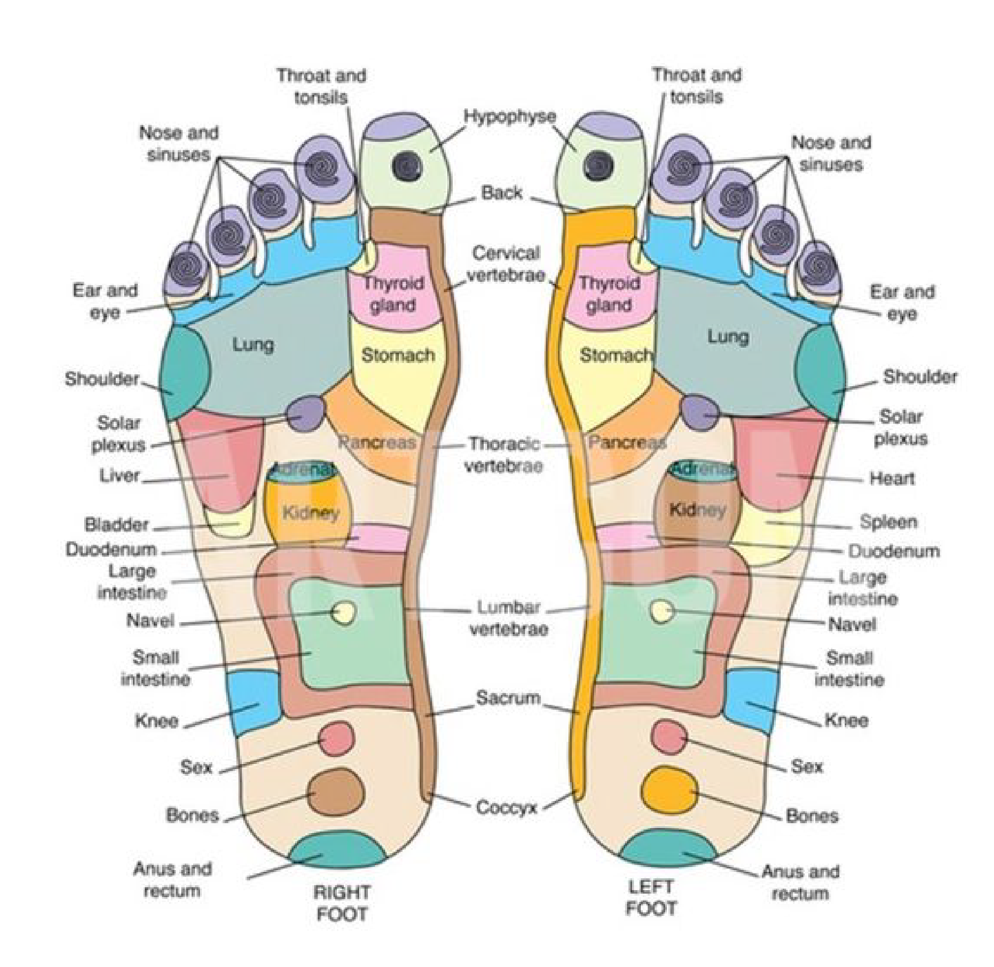 Foot chart
